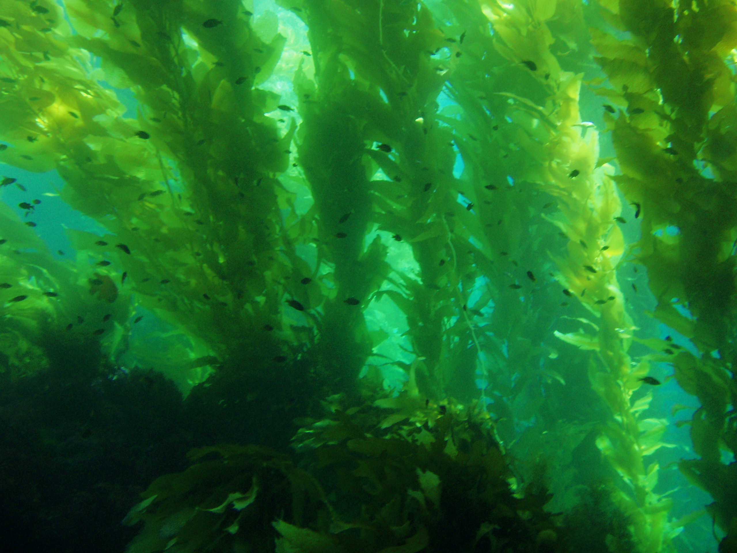 Giant Kelp Forest